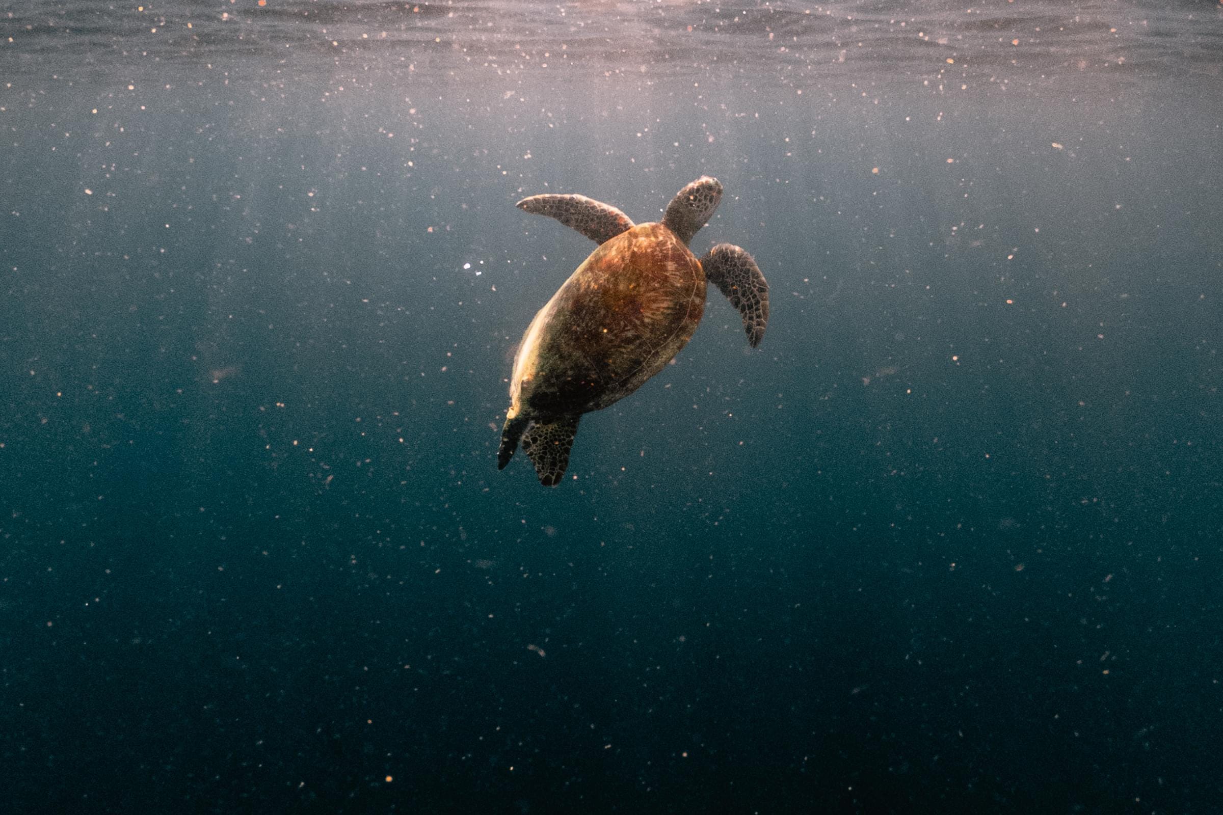 Turtle in the wild at sea